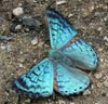 metalmark